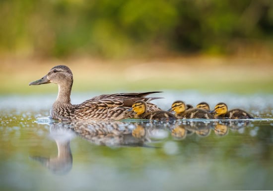 Wetlands